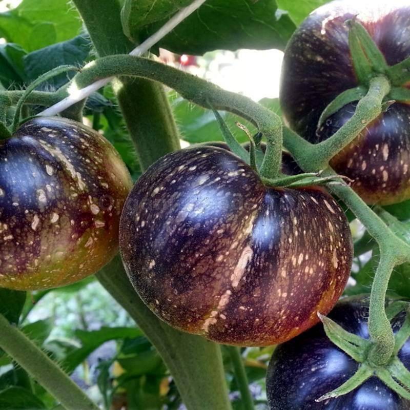 Dark Galaxy Tomato Seeds 