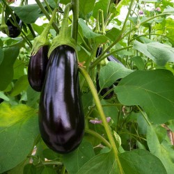 Black Beauty - Semillas de berenjena - 150 semillas sin OMG