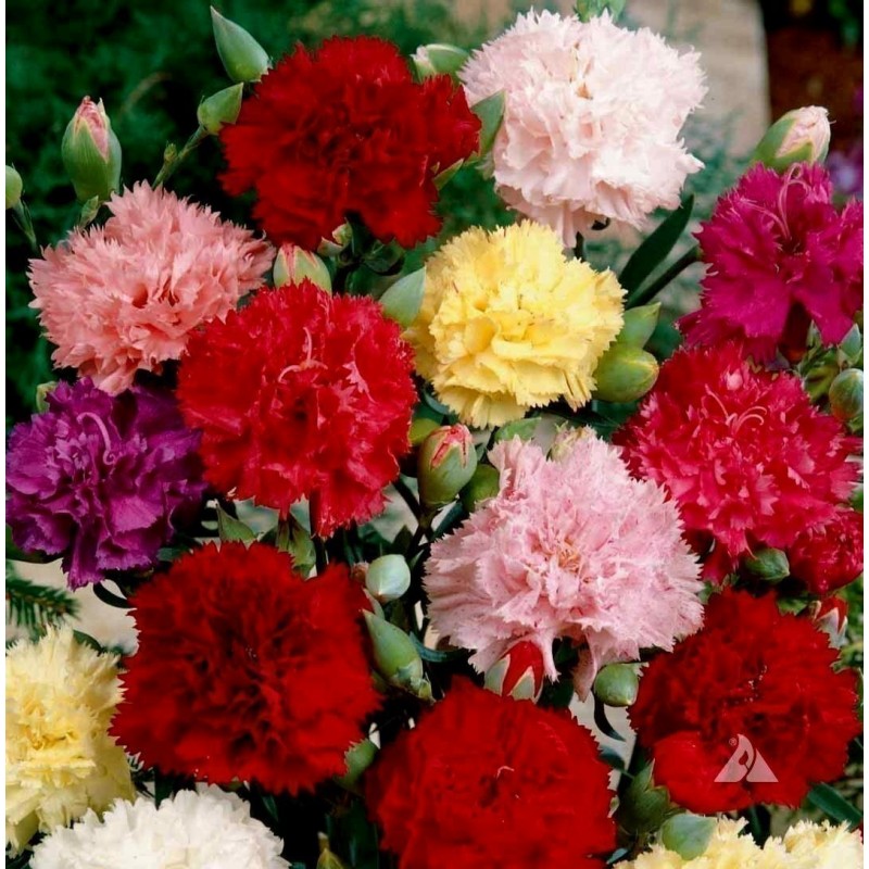 Œillet des fleuristes rose : godet vert Truffaut