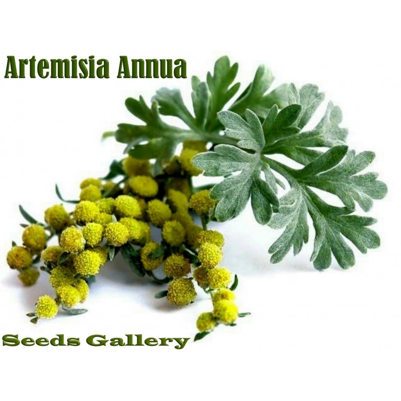 Sweet Annie Artemisia Annua Seeds - Qing-hao, artemisia annua 
