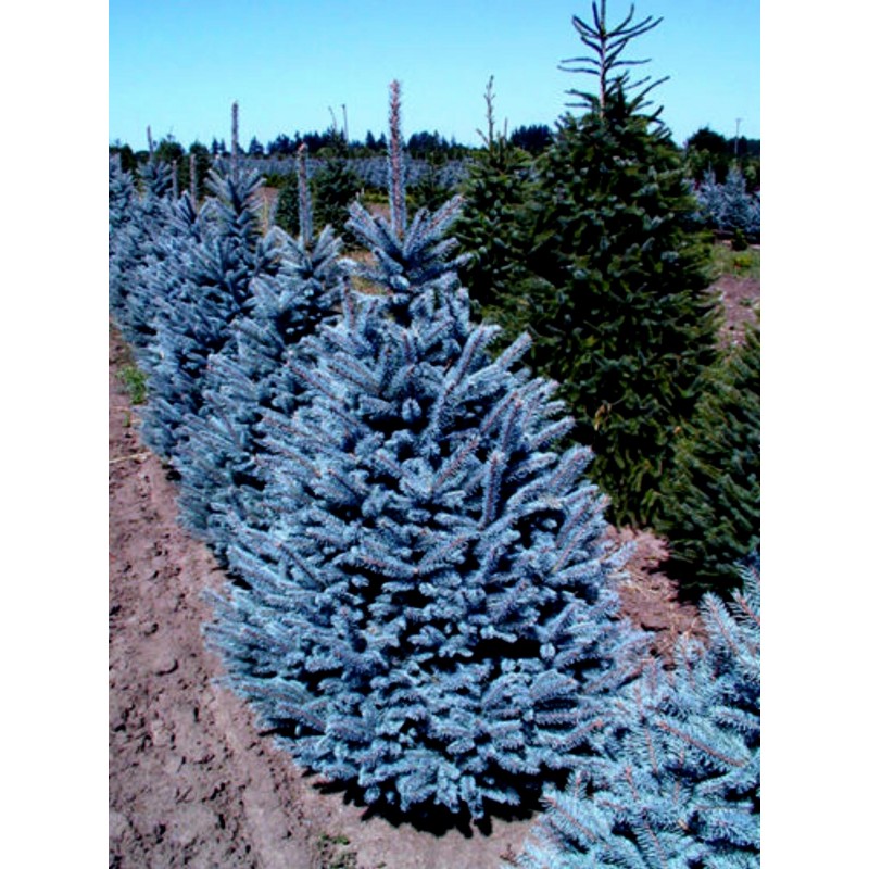 planting blue spruce seeds
