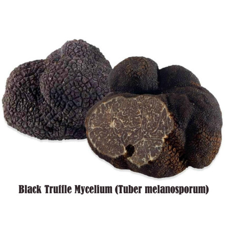 schwarze-trueffel-myzel-tuber-melanospor