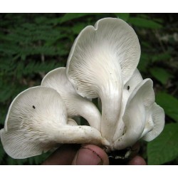 Mycelium Oyster mushroom - Økotopen