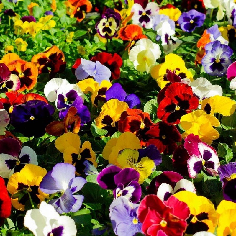 Pansy Seeds (Viola tricolor) - Price €1.85