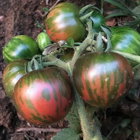 black vernissage tomatoes