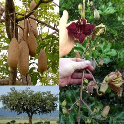 Graines L'arbre à saucisses ou saucissonnier (Kigelia africana) 