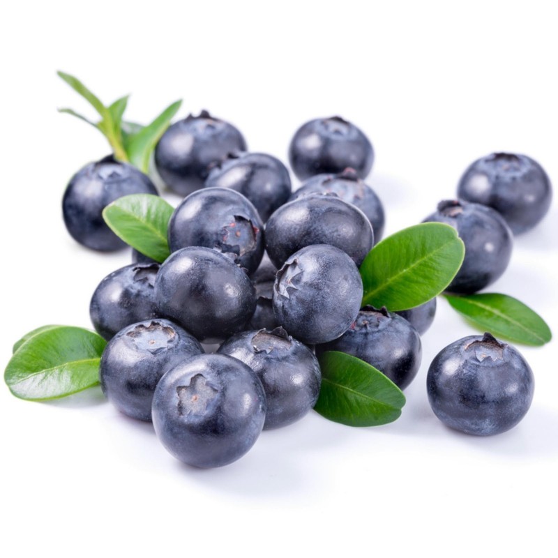 Bleuet Bluecrop - Bleuet / Blueberries - Nos végétaux - Jardin2m