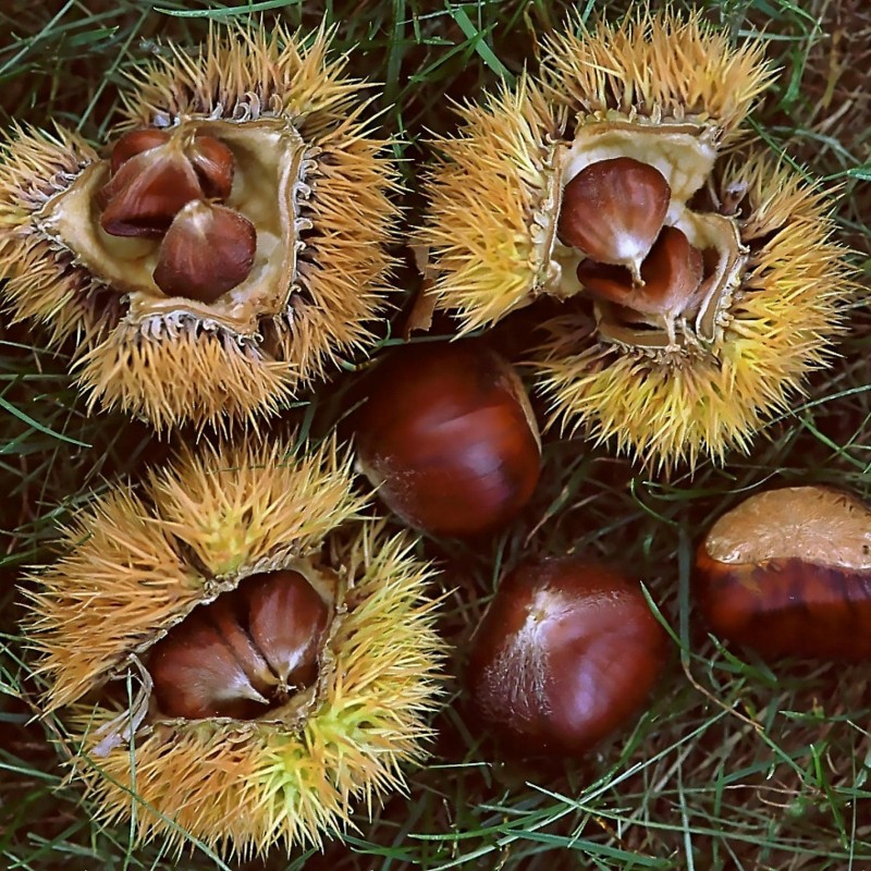 chestnut seeds for sale