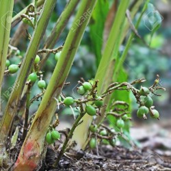 Cardamome verte graines à planter (Elettaria cardamomum)