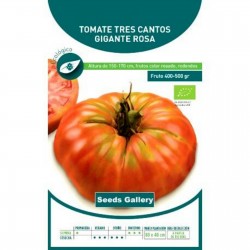 Semences potagères Tomate Tres Cantos - Plantopia Maroc