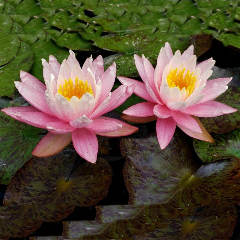 Sementes De Lotus Cores Misturadas Nelumbo Nucifera Pre O