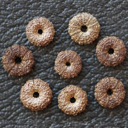 Graines de Mauve sylvestre – Malva sylvestris en sachet de 200 graines