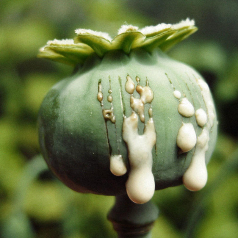 1000 to 10000 Seeds Op. Poppy (Papaver Somniferum) - Price €3.50